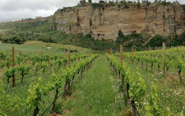 Viñedo en hilera