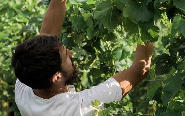 Inspeccionando el viñedo