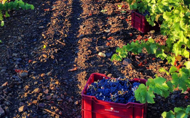 Uvas y viñedos de Priorat