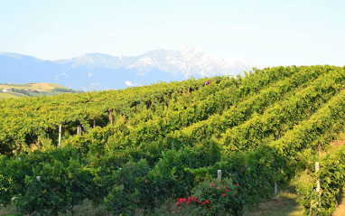 viñedos