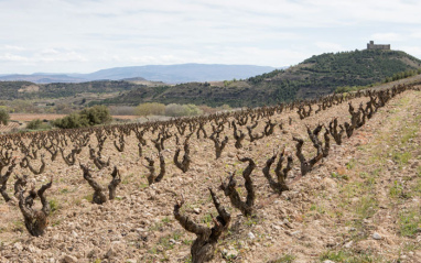 Viñedo de San Vicente de la Sonsierra