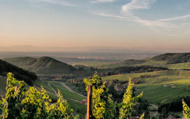 Panorámica de los viñedos alemanes de Domaine Schieferkopf