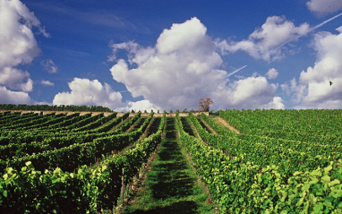 Los viñedos de La Riesling es la estrella de los vinos de  Schloss Reinhartshaus