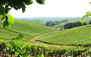 Vista del viñedo
