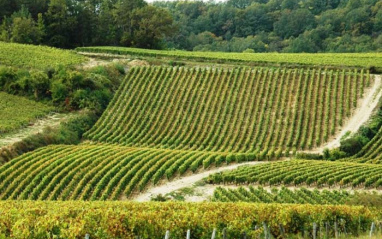 La bodega cuenta con 16 hectáreas de viñas
