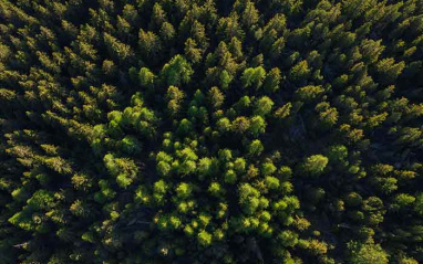 Bosque de pinos alpinos desde el aire