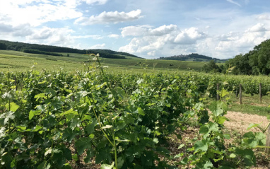 Viñedos pertenecientes al Domaine Serge Laloue