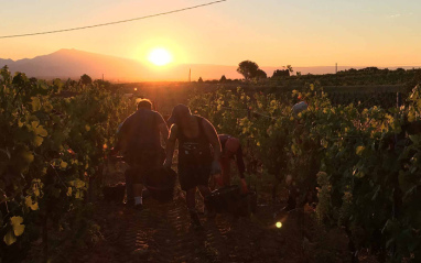 Puesta de sol en el viñedo