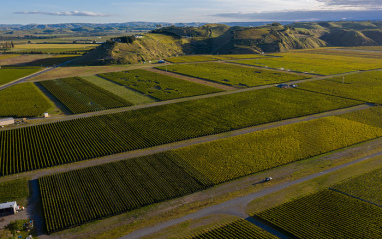 Viñedos de Smith & Sheth