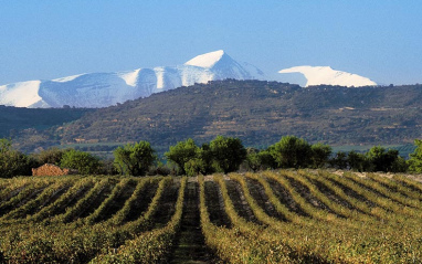 Viñedo con los Pirineos al fondo