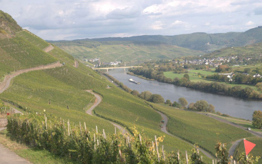 Panorámica de los viñedos 