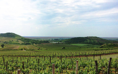 Panorámica de viñedos en Tokaj