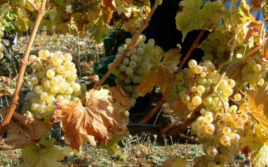 Racimos de uva blanca a punto de ser vendimiados