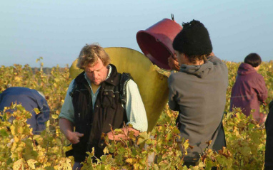 Vendimia manual en el Domaine de la Taille Aux Loups