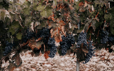 Variedad Tempranillo