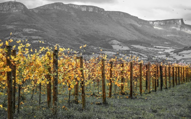 Viñedo en el valle de Arrastaria