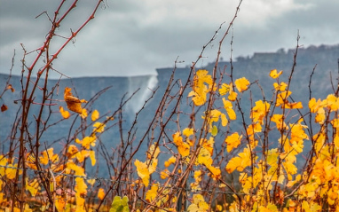 Viñedo en otoño