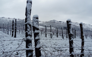 Invierno en el viñedo