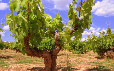 Cepa de Tinto fino