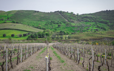 Tenuta Iuzzolini