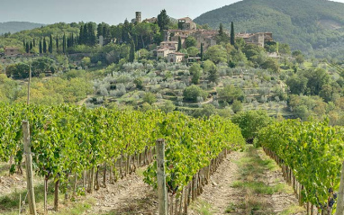 Los viñedos en una de las zonas más históricas de la Toscana.