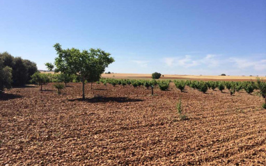 Panorámica del viñedo