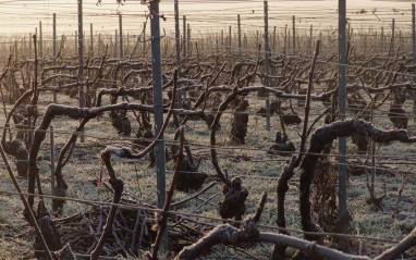 Cepas de Pinot noir en invierno