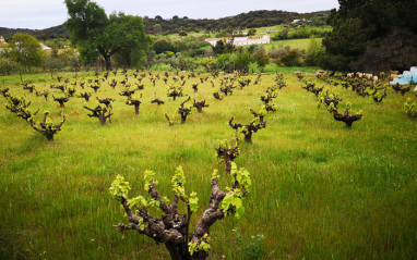 Viñedo ecológico