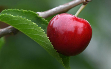 Detalle de las cerezas cultivadas en Tiptree