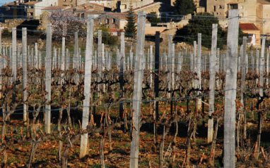 Bodega Tomás Cusiné