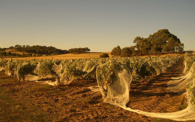 Viñedos de Torbreck