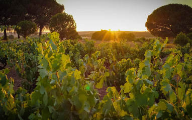 Las cepas se encuentran en el corazón de la zona burgalesa de Ribera del Duero