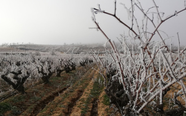 El viñedo de TresPiedras durante el invierno