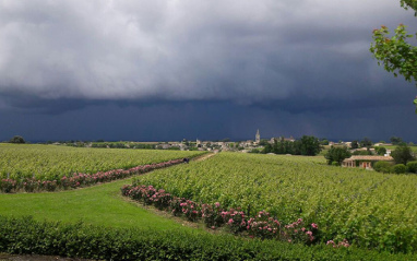 Panorámica de viñedo con cielos tormentosos