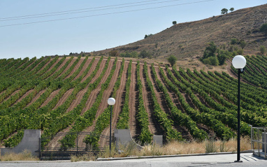 Vista del viñedo de Trus