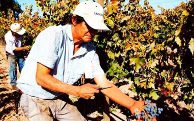 Los viticultores miman cada una de las cepas 