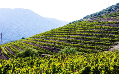 Viñedos en pendiente