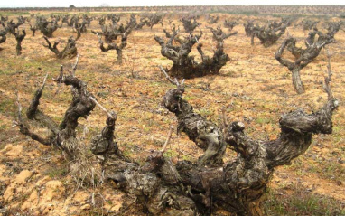 Los Usarralde cuentan con apenas 6 hectáreas de viñedo
