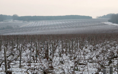 Viñedos nevados de Valerie Frison