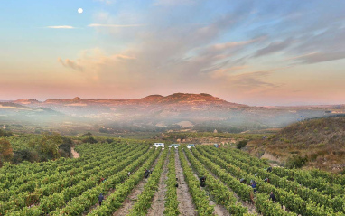 Panorámica de viñedo