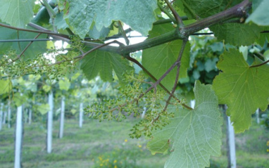 Cepas adultas de Albariño