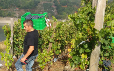 Vendimia de la Mencía