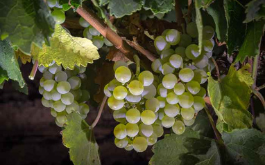 Verdejo en fase de maduración