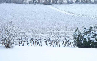 Viñedos nevados