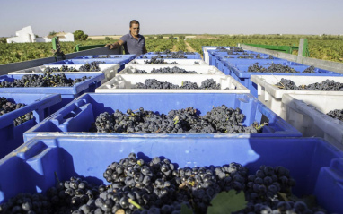 Cajas con uvas recién recogidas