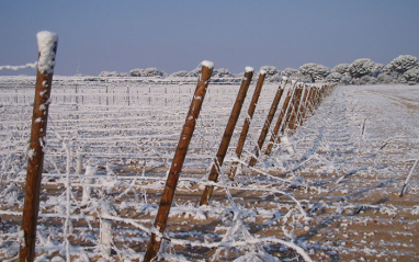 Viñedos nevados