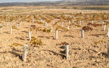 Plantaciones de viña joven