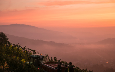 Viñedo al atardecer