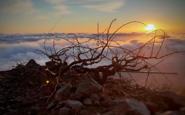 Amanecer en un viñedo