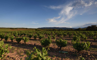 Viñas familiares en Hornos de Moncalvillo para su vino El Pedal